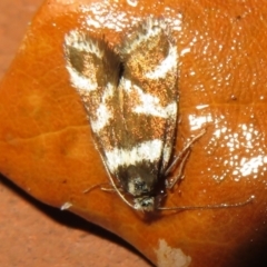 Isomoralla eriscota (Philobota Group) at Flynn, ACT - 4 Feb 2021 by Christine