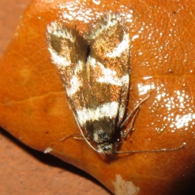 Isomoralla eriscota (A concealer moth) at Flynn, ACT - 4 Feb 2021 by Christine