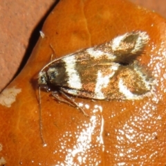 Isomoralla eriscota at Flynn, ACT - 4 Feb 2021 07:58 PM