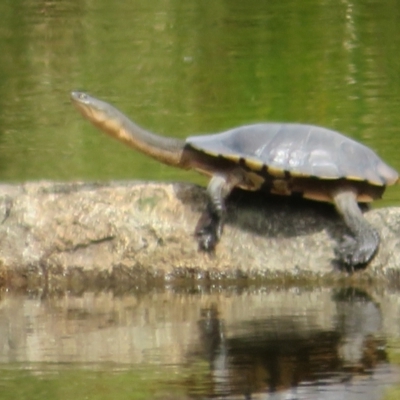 Chelodina longicollis (Eastern Long-necked Turtle) at Paddys River, ACT - 3 Feb 2021 by Christine