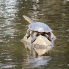 Chelodina longicollis at Paddys River, ACT - 3 Feb 2021