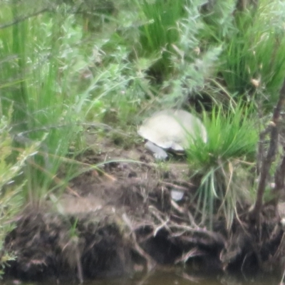 Chelodina longicollis (Eastern Long-necked Turtle) at Paddys River, ACT - 3 Feb 2021 by Christine