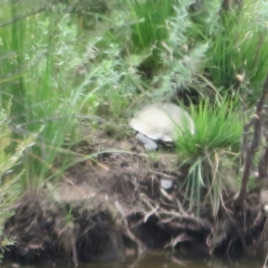 Chelodina longicollis at Paddys River, ACT - 3 Feb 2021