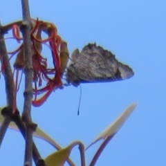 Ogyris olane (Broad-margined Azure) at Namadgi National Park - 3 Feb 2021 by Christine