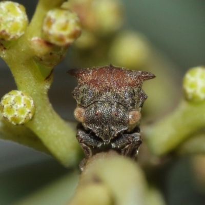 Pogonella minutus (Tiny two-spined treehopper) at ANBG - 5 Feb 2021 by TimL