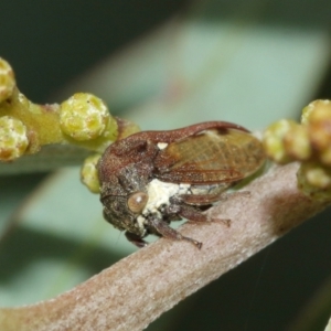 Pogonella minutus at Watson, ACT - 5 Feb 2021