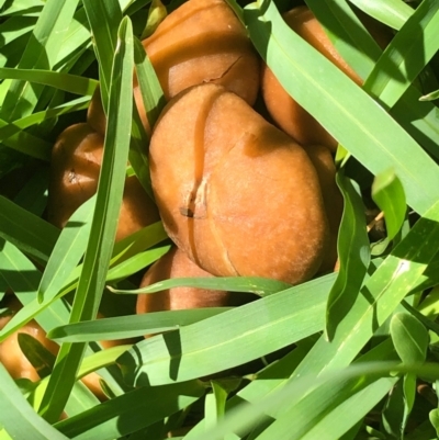 Unverified Cap on a stem; gills below cap [mushrooms or mushroom-like] at Gungahlin, ACT - 6 Feb 2021 by Petal