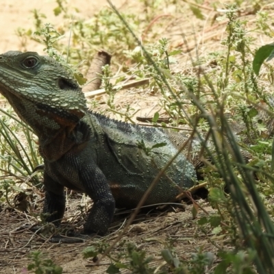 Intellagama lesueurii howittii (Gippsland Water Dragon) at Goodmans Ford - 19 Jan 2021 by GlossyGal