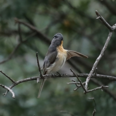 Myiagra rubecula (Leaden Flycatcher) at Mount Ainslie - 4 Feb 2021 by jb2602