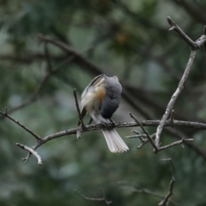 Myiagra rubecula at Majura, ACT - 4 Feb 2021