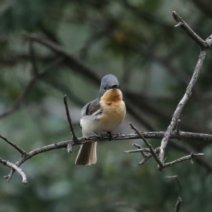 Myiagra rubecula at Majura, ACT - 4 Feb 2021