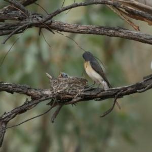 Myiagra rubecula at Majura, ACT - suppressed