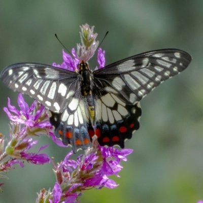 Papilio anactus (Dainty Swallowtail) at ANBG - 3 Feb 2021 by WHall