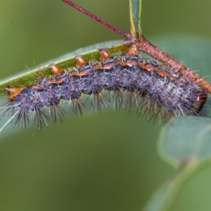 Epicoma melanospila at Acton, ACT - 3 Feb 2021