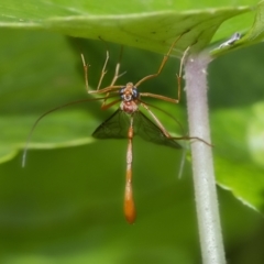 Ichneumonidae (family) (Unidentified ichneumon wasp) at ANBG - 3 Feb 2021 by WHall