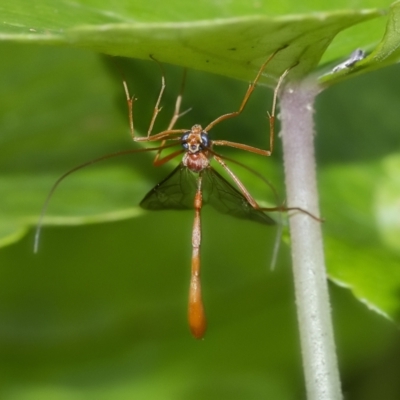 Ichneumonidae (family) (Unidentified ichneumon wasp) at Acton, ACT - 3 Feb 2021 by WHall