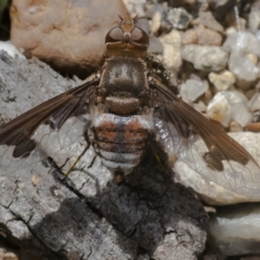 Balaana sp. (genus) (Bee Fly) at Acton, ACT - 3 Feb 2021 by WHall
