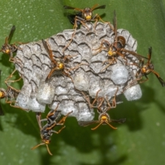 Polistes (Polistella) humilis (Common Paper Wasp) at Acton, ACT - 3 Feb 2021 by WHall