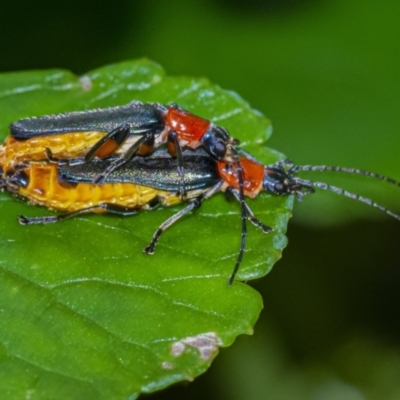 Chauliognathus tricolor (Tricolor soldier beetle) at ANBG - 3 Feb 2021 by WHall