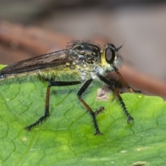 Zosteria rosevillensis (A robber fly) at Acton, ACT - 3 Feb 2021 by WHall