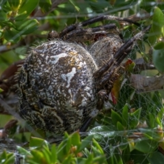 Backobourkia sp. (genus) (An orb weaver) at Acton, ACT - 3 Feb 2021 by WHall