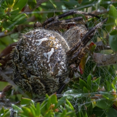 Backobourkia (genus) (An orb weaver) at Acton, ACT - 3 Feb 2021 by WHall