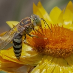 Bembix sp. (genus) (Unidentified Bembix sand wasp) at Acton, ACT - 3 Feb 2021 by WHall