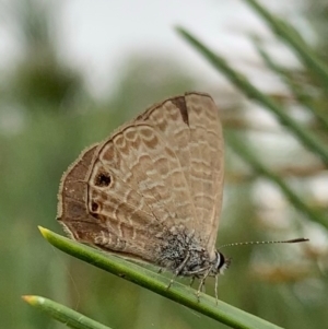 Prosotas felderi at Murrumbateman, NSW - 5 Feb 2021 04:24 PM