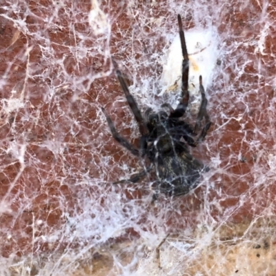 Badumna insignis (Black House Spider) at Aranda, ACT - 6 Feb 2021 by KMcCue