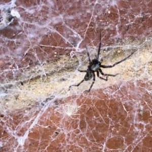 Badumna insignis at Aranda, ACT - 6 Feb 2021