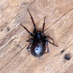 Steatoda grossa (Cupboard or Brown house spider) at Aranda, ACT - 6 Feb 2021 by KMcCue