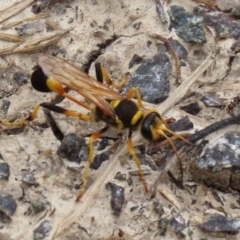 Sceliphron laetum (Common mud dauber wasp) at Jerrabomberra Wetlands - 5 Feb 2021 by RodDeb