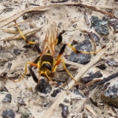 Sceliphron laetum at Fyshwick, ACT - 5 Feb 2021 11:51 AM