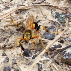 Sceliphron laetum at Fyshwick, ACT - 5 Feb 2021 11:51 AM