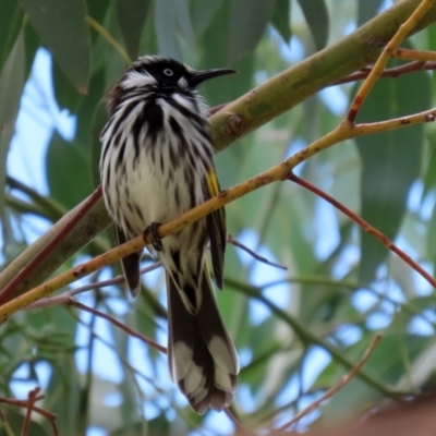 Phylidonyris novaehollandiae (New Holland Honeyeater) at Jerrabomberra Wetlands - 5 Feb 2021 by RodDeb