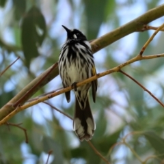 Phylidonyris novaehollandiae at Fyshwick, ACT - 5 Feb 2021