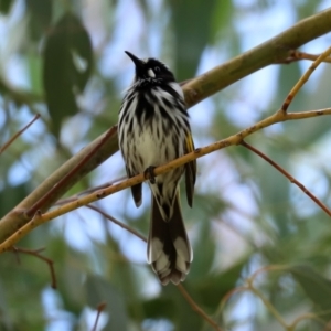 Phylidonyris novaehollandiae at Fyshwick, ACT - 5 Feb 2021