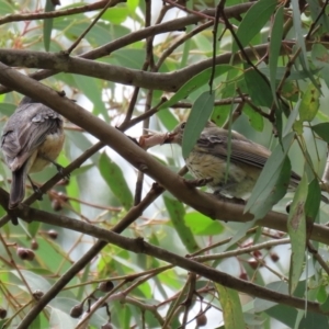 Pachycephala rufiventris at Fyshwick, ACT - 5 Feb 2021