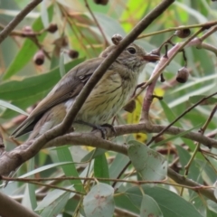 Pachycephala rufiventris at Fyshwick, ACT - 5 Feb 2021