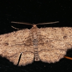 Ectropis excursaria (Common Bark Moth) at Melba, ACT - 30 Jan 2021 by kasiaaus