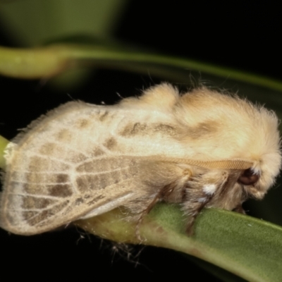 Doratifera pinguis (Pale Cup Moth) at Melba, ACT - 30 Jan 2021 by kasiaaus