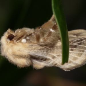 Doratifera pinguis at Melba, ACT - 31 Jan 2021 12:06 AM