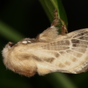 Doratifera pinguis at Melba, ACT - 31 Jan 2021