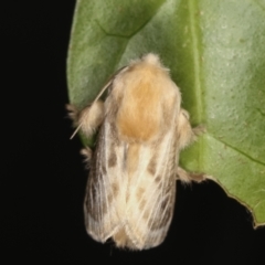 Doratifera pinguis at Melba, ACT - 31 Jan 2021 12:06 AM