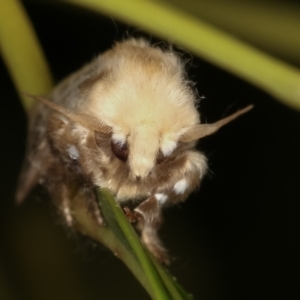 Doratifera pinguis at Melba, ACT - 31 Jan 2021 12:06 AM