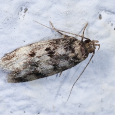 Barea (genus) (A concealer moth) at Melba, ACT - 30 Jan 2021 by kasiaaus