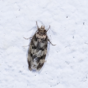 Barea (genus) at Melba, ACT - 31 Jan 2021