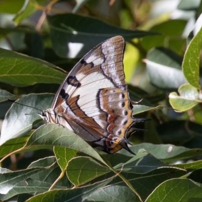Charaxes sempronius (Tailed Emperor) at Cotter Reserve - 6 Feb 2021 by rawshorty