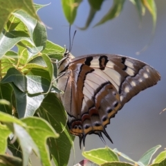 Charaxes sempronius at Uriarra Village, ACT - 6 Feb 2021