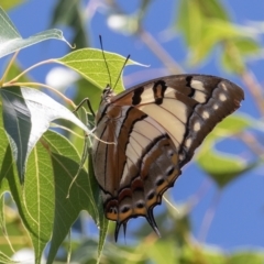 Charaxes sempronius at Uriarra Village, ACT - 6 Feb 2021